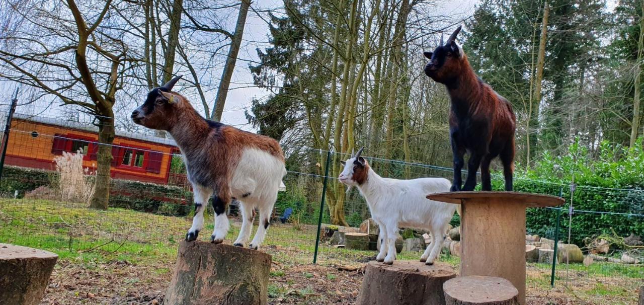 La Fermette Des Ramolleux Villa Crécy-en-Ponthieu Kültér fotó